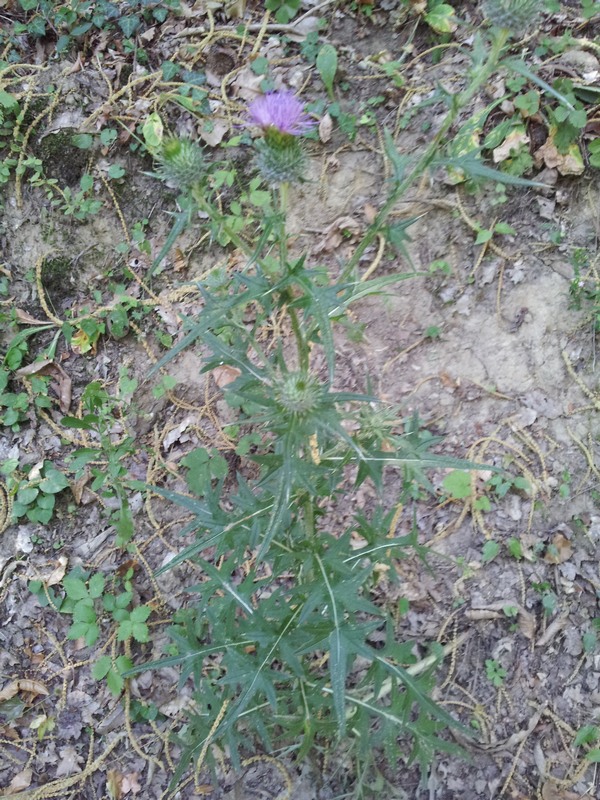 Cirsium vulgare